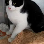 Kot do adopcji, Racławice, 20 listopada 2025