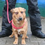 Pies do adopcji, Nowy Dwór Mazowiecki, 26 listopada 2025