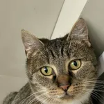 Znaleziono kota, Żywiec, 25 listopada 2025