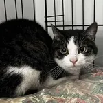 Znaleziono kota, Toruń, 25 listopada 2025