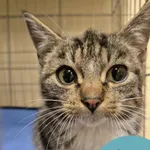 Znaleziono kota, Gdynia, 24 listopada 2025