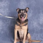 Pies do adopcji, Gdańsk, 26 listopada 2025