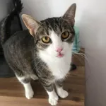 Zaginął kot, Łódź, 26 listopada 2025