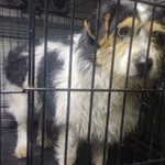 Znaleziono psa, Radom, 25 listopada 2025