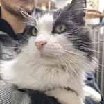 Kot do adopcji, Orzechowce, 25 listopada 2025