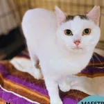 Kot do adopcji, Gdynia, 26 listopada 2025