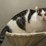 Znaleziono kota, Żywiec, 25 listopada 2025