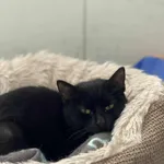 Znaleziono kota, Żywiec, 25 listopada 2025