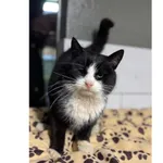 Znaleziono kota, Białystok, 26 listopada 2025