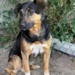 Pies do adopcji, Głowno, 26 listopada 2025