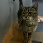 Kot do adopcji, Olsztyn, 12 listopada 2025