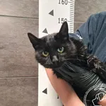 Kot do adopcji, Chełmek, 12 listopada 2025