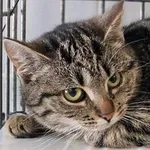 Kot do adopcji, Wrocław, 26 listopada 2025