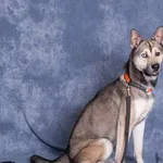 Pies do adopcji, Gdańsk, 28 listopada 2025