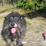 Pies do adopcji, Henrykowo, 23 sierpnia 2025