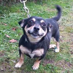 Pies do adopcji, Henrykowo, 22 października 2025