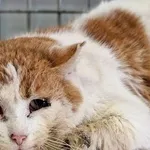 Kot do adopcji, Wrocław, 23 listopada 2025