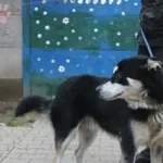 Pies do adopcji, Nowy Dwór Mazowiecki, 28 listopada 2025