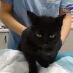 Znaleziono kota, Szczecin, 26 listopada 2025