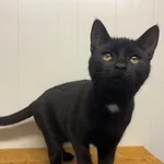 Kot do adopcji, Henrykowo, 13 sierpnia 2025