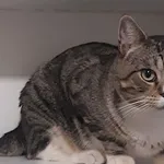 Zaginął kot, Łódź, 27 listopada 2025