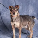 Pies do adopcji, Gdańsk, 28 listopada 2025