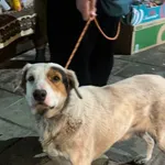 Pies do adopcji, Zgierz, 27 listopada 2025