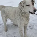 Pies do adopcji, Zgierz, 27 listopada 2025