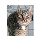 Kot do adopcji, Wrocław, 23 listopada 2025