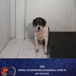 Pies do adopcji, Dębniak, 27 listopada 2025