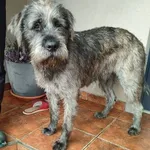 Pies do adopcji, Zgierz, 27 listopada 2025