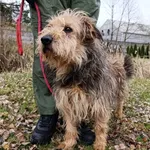 Pies do adopcji, Bełchatów, 29 maja 2025