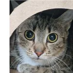 Kot do adopcji, Wrocław, 24 listopada 2025