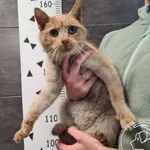 Kot do adopcji, Chełmek, 11 listopada 2025