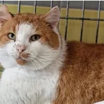 Kot do adopcji, Wrocław, 16 listopada 2025