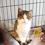 Znaleziono kota, Wałbrzych, 14 listopada 2025