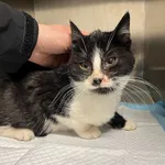 Znaleziono kota, Bydgoszcz, 22 listopada 2025