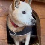 Pies do adopcji, Głowno, 29 listopada 2025