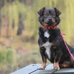 Pies poz. 25/0571 w DT