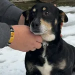 Pies do adopcji, Głowno, 29 listopada 2025