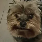 Znaleziono psa, Bydgoszcz, 23 listopada 2025