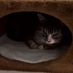 Zaginął kot, Warszawa, 29 listopada 2025