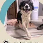 Znaleziono psa, Dąbrówka, 27 listopada 2025