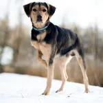 Znaleziono psa, Sosnowiec, 22 listopada 2025