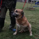 Znaleziono psa, Szczecin, 28 listopada 2025