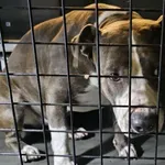 Znaleziono psa, Bydgoszcz, 23 listopada 2025