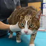 Znaleziono kota, Szczecin, 21 listopada 2025