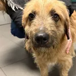 Znaleziono psa, Bydgoszcz, 23 listopada 2025