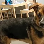 Znaleziono psa, Bydgoszcz, 23 listopada 2025