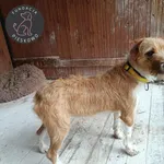 Lessi z Przytuliska w Wolsztynie szuka domu 🙂 Psinka została znaleziona 7 listopada 2025r. w godzinach wieczornych w Gościeszynie, była zadbana, jednak nie miała na sobie obroży. Lessi to około 5- le